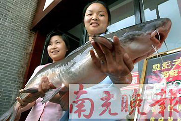 2025_Chinese Longsnout Catfish_Leiocassis longirostris.jpg